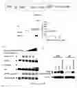 Fig. 02 - Methods for treating cancer with EGFR nanobodies linked to DR5 binding moieties