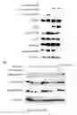 Fig. 04 - Methods for treating cancer with EGFR nanobodies linked to DR5 binding moieties