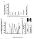 Fig. 14 - Methods for treating cancer with EGFR nanobodies linked to DR5 binding moieties