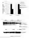 Fig. 17 - Methods for treating cancer with EGFR nanobodies linked to DR5 binding moieties