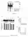 Fig. 20 - Methods for treating cancer with EGFR nanobodies linked to DR5 binding moieties