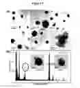Fig. 05 - Phosphorescent nanoparticles and their uses in biosensing and bioimaging