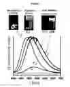Fig. 08 - Phosphorescent nanoparticles and their uses in biosensing and bioimaging