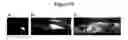Fig. 20 - Phosphorescent nanoparticles and their uses in biosensing and bioimaging