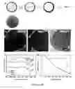 Fig. 02 - Gd-ENCAPSULATED CARBON DOTS AND METHODS OF MAKING AND USING THEREOF