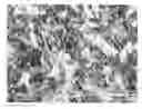 Fig. 01 - Web comprising fine fiber and reactive, adsorptive or absorptive particulate