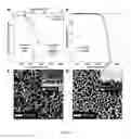 Fig. 09 - Porous resin structures