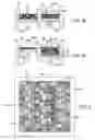 Fig. 04 - Computational model and three-dimensional (3D) printing methods