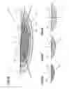 Fig. 07 - Vehicle lamp having rotatable lamp unit and protrusions as fulcrum