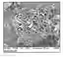 Fig. 01 - Method for enhancing soil growth using bio-char
