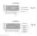Fig. 05 - IRE-1α inhibitors