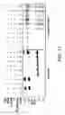 Fig. 18 - Compositions and methods for quadricyclane modification of biomolecules