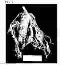 Fig. 06 - Compositions and methods for controlling nematodes