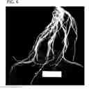 Fig. 07 - Compositions and methods for controlling nematodes