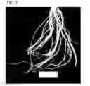 Fig. 08 - Compositions and methods for controlling nematodes