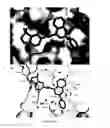 Fig. 11 - STAT3 inhibitor