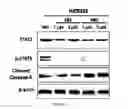 Fig. 13 - STAT3 inhibitor