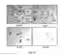 Fig. 15 - STAT3 inhibitor