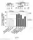 Fig. 20 - Small molecules targeting repeat r(CGG) sequences