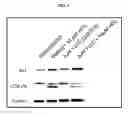 Fig. 05 - Vinylogous thioester compounds and methods of use