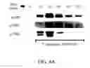 Fig. 13 - EXTRACTING METHOD OF KUGUACIN, PHARMACEUTICAL COMPOSITION COMPRISING THE KUGUACIN AND USE THEREOF