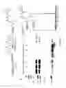 Fig. 09 - METHODS AND COMPOSITIONS FOR SITE-SPECIFIC LABELING OF PEPTIDES AND PROTEINS