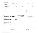 Fig. 05 - RECOMBINANT CYTOTOXIN AND USE THEREOF