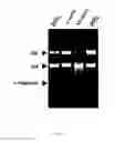 Fig. 06 - RECOMBINANT CYTOTOXIN AND USE THEREOF