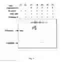Fig. 11 - RECOMBINANT CYTOTOXIN AND USE THEREOF