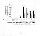 Fig. 12 - RECOMBINANT CYTOTOXIN AND USE THEREOF