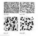 Fig. 15 - RECOMBINANT CYTOTOXIN AND USE THEREOF