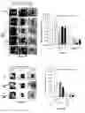 Fig. 08 - COMPOSITIONS FOR THE TREATMENT OF WOUNDS