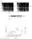 Fig. 02 - Human FGFR2B extracellular domain and nucleic acid for coding same