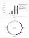 Fig. 05 - Expression of a single chain antibody against in 
