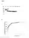 Fig. 06 - SINGLE CHAIN VARIABLE FRAGMENT (SCFV) ELONGATION MUTANTS