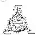 Fig. 13 - SINGLE CHAIN VARIABLE FRAGMENT (SCFV) ELONGATION MUTANTS