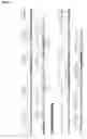 Fig. 14 - SINGLE CHAIN VARIABLE FRAGMENT (SCFV) ELONGATION MUTANTS
