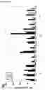 Fig. 16 - SINGLE CHAIN VARIABLE FRAGMENT (SCFV) ELONGATION MUTANTS