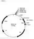 Fig. 20 - SINGLE CHAIN VARIABLE FRAGMENT (SCFV) ELONGATION MUTANTS