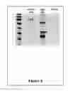 Fig. 06 - GALECTIN IMMUNOTHERAPY