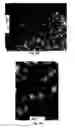 Fig. 06 - Nanoparticles, Nanosponges, Methods of Synthesis, and Methods of Use