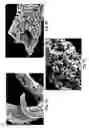 Fig. 09 - Nanoparticles, Nanosponges, Methods of Synthesis, and Methods of Use