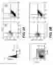 Fig. 03 - Hepatic stellate cell precursors and methods of isolating same