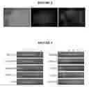 Fig. 05 - Hepatic stellate cell precursors and methods of isolating same