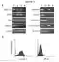 Fig. 09 - Hepatic stellate cell precursors and methods of isolating same
