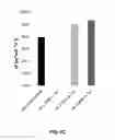 Fig. 09 - Method for increasing the specific production rate of eukaryotic cells