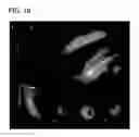 Fig. 32 - SELF-ASSEMBLING MULTICELLULAR BODIES AND METHODS OF PRODUCING A THREE-DIMENSIONAL BIOLOGICAL STRUCTURE USING THE SAME