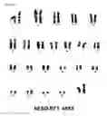 Fig. 20 - HUMAN PLURIPOTENT STEM CELLS PRODUCED BY SOMATIC CELL NUCLEAR TRANSFER