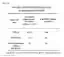 Fig. 25 - HUMAN PLURIPOTENT STEM CELLS PRODUCED BY SOMATIC CELL NUCLEAR TRANSFER