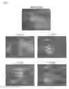Fig. 09 - METHODS AND PRODUCTS FOR TRANSFECTING CELLS